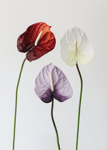 Load image into Gallery viewer, Burgundy Red Large Anthurium Fake Flower - 27&quot;
