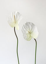 Load image into Gallery viewer, Cream White Large Anthurium Artificial Flower - 27&quot;
