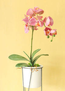 Artificial Phalaenopsis Orchid Leaves - 9"