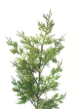 Load image into Gallery viewer, Real Touch Faux Juniper  - 28" Tall
