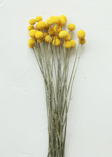 Load image into Gallery viewer, Pack of 25 - Dried Billy Button Craspedia in Yellow

