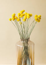 Load image into Gallery viewer, Pack of 25 - Dried Billy Button Craspedia in Yellow
