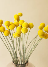 Load image into Gallery viewer, Pack of 25 - Dried Billy Button Craspedia in Yellow

