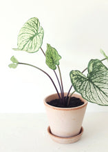 Load image into Gallery viewer, Green Cream Tropical Caladium Fake Leaf Plant - 19&quot;
