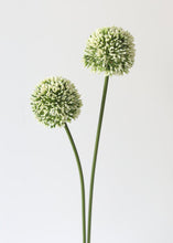 Load image into Gallery viewer, Fake Allium Flower in Cream Green - 17.5&quot;
