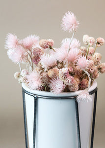 Dried Mini Silver Daisy in Pink