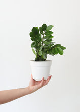 Load image into Gallery viewer, LIVE ZZ House Plant in 6" Pot - Ships Alone
