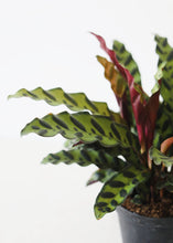 Load image into Gallery viewer, LIVE Rattlesnake Calathea House Plant in 6" Pot - Ships Alone
