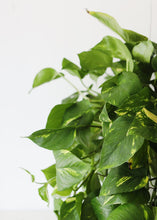 Load image into Gallery viewer, LIVE Large Pothos Hanging House Plant in 6" Pot - Ships Alone
