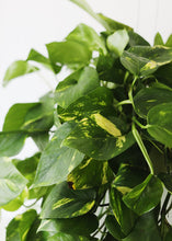 Load image into Gallery viewer, LIVE Large Pothos Hanging House Plant in 6" Pot - Ships Alone
