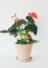 Load image into Gallery viewer, LIVE Anthurium House Plant in 6" Pot - Ships Alone
