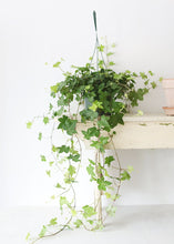 Load image into Gallery viewer, LIVE Ivy Hanging House Plant in 6" Pot - Ships Alone
