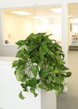 Load image into Gallery viewer, LIVE Large Pothos Hanging House Plant in 6" Pot - Ships Alone
