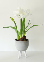 Load image into Gallery viewer, Large White Fake Amaryllis Plant in Cement Stand - 34&quot;
