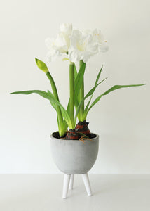 Large White Fake Amaryllis Plant in Cement Stand - 34"