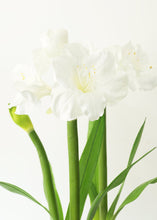 Load image into Gallery viewer, Large White Fake Amaryllis Plant in Cement Stand - 34&quot;
