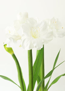 Large White Fake Amaryllis Plant in Cement Stand - 34"