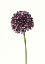 Load image into Gallery viewer, Faux Allium Flower in Violet Purple - 17.5&quot;
