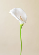 Load image into Gallery viewer, Large Foam Calla Lily in White - 30&quot; Tall
