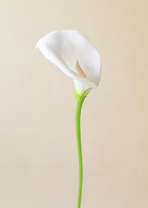 Large Foam Calla Lily in White - 30" Tall