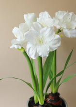 Load image into Gallery viewer, Large White Fake Amaryllis Plant in Cement Stand - 34&quot;
