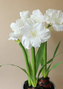 Large White Fake Amaryllis Plant in Cement Stand - 34"