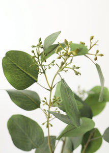 Fake Seeded Eucalyptus Leaf Branch - 36"