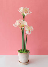 Load image into Gallery viewer, Handmade Terracotta Clay Pot and Saucer - 6.5&quot; Tall x 6.5&quot; Wide with Drainage
