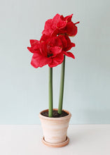 Load image into Gallery viewer, Red Fake Amaryllis Holiday Flowers
