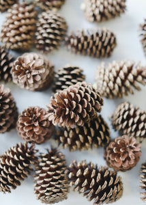 Box of 100 Natural Medium Pine Cones - 3-5" Long
