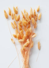Load image into Gallery viewer, Mini Dried Bunny Tail in Orange
