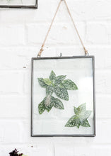 Load image into Gallery viewer, Hanging Pressed Glass Floating Frame - 10.5&quot; Tall x 8&quot; Wide
