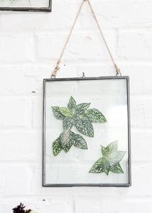 Hanging Pressed Glass Floating Frame - 10.5" Tall x 8" Wide