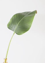 Load image into Gallery viewer, Artificial Calla Leaf - 33&quot;
