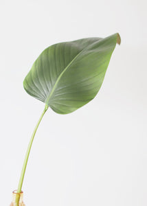 Artificial Calla Leaf - 33"