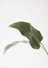 Load image into Gallery viewer, Artificial Calla Leaf - 33&quot;
