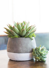 Load image into Gallery viewer, Round Color Block Planter - 5.25" Tall x 6.75" Wide
