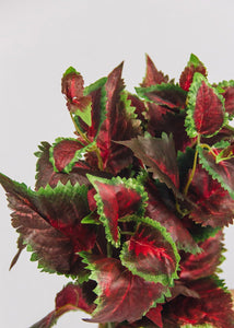 Burgundy UV Protected Outdoor Fake Coleus Plant