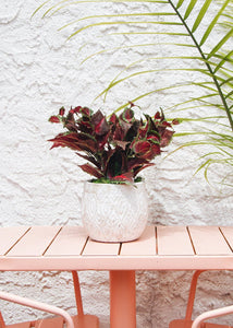 Burgundy UV Protected Outdoor Fake Coleus Plant