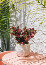 Load image into Gallery viewer, Burgundy UV Protected Outdoor Fake Coleus Plant
