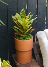Load image into Gallery viewer, Plastic Outdoor/Indoor Croton Plant - 21" Tall

