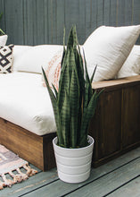 Load image into Gallery viewer, Faux Outdoor Snake Plant in Pot - 35&quot; Tall
