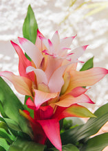 Load image into Gallery viewer, Artificial Indoor/Outdoor Bromeliad Plant in Pink - 21&quot;
