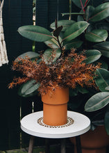 Load image into Gallery viewer, Brown Plastic Sprengeri Grass Outdoor Plant - 19&quot;
