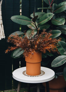 Brown Plastic Sprengeri Grass Outdoor Plant - 19"