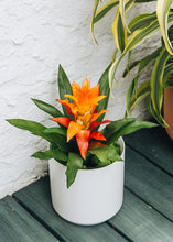 Load image into Gallery viewer, Artificial Indoor/Outdoor Bromeliad Plant in Orange Flame - 21&quot;
