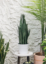 Load image into Gallery viewer, Faux Outdoor Snake Plant in Pot - 35&quot; Tall
