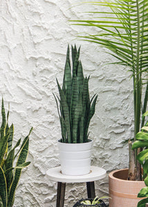 Faux Outdoor Snake Plant in Pot - 35" Tall