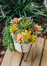 Load image into Gallery viewer, Soft Latex Echeveria Succulent in Green Mauve - 4" Wide
