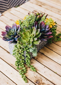 Fake Succulent Pick in Green Burgundy - 4" Wide